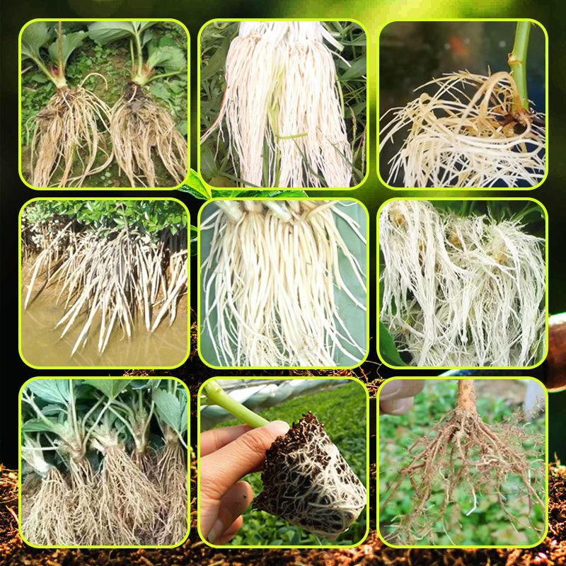 🌿 Stimulez la Croissance de Vos Plantes – Engrais Spécial Racines avec Offre 2 + 1 Gratuit ! 🌱💧