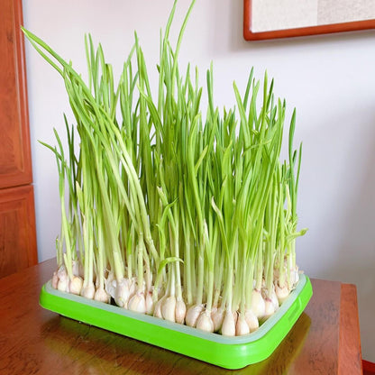 Plateau de Germination Double à Alvéoles Denses pour Micro-pousses