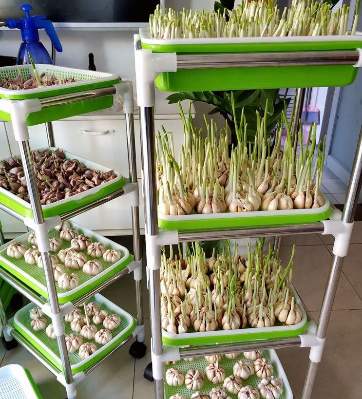 Plateau de Germination Double à Alvéoles Denses pour Micro-pousses