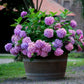 ✨Dernier jour 49% de réduction - Fleurs artificielles d'hortensia pour l'extérieur💐