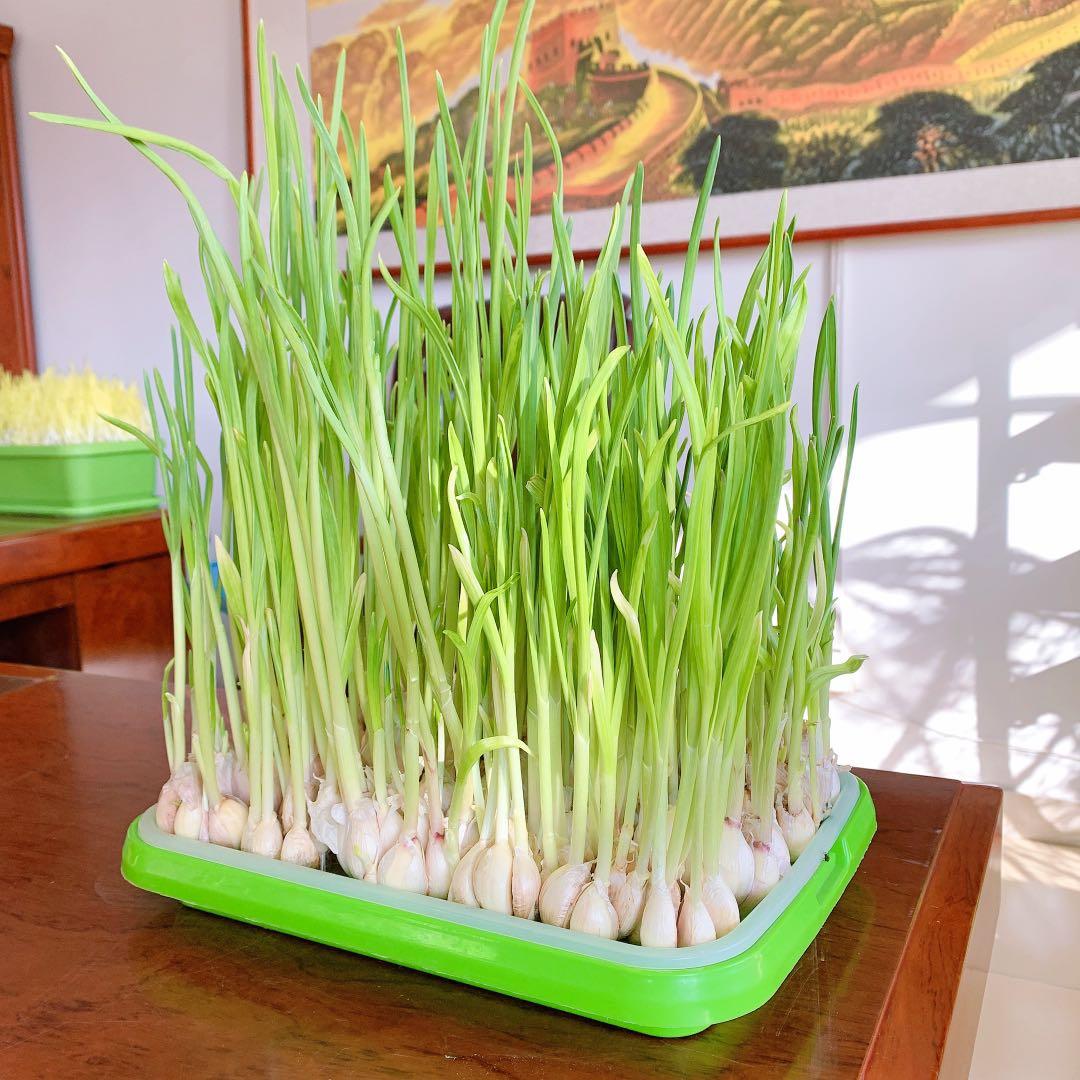 Plateau de Germination Double à Alvéoles Denses pour Micro-pousses