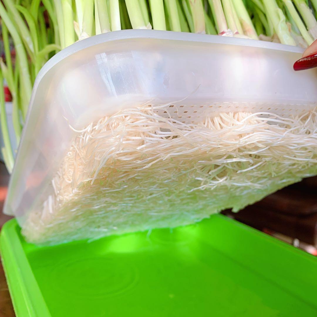 Plateau de Germination Double à Alvéoles Denses pour Micro-pousses