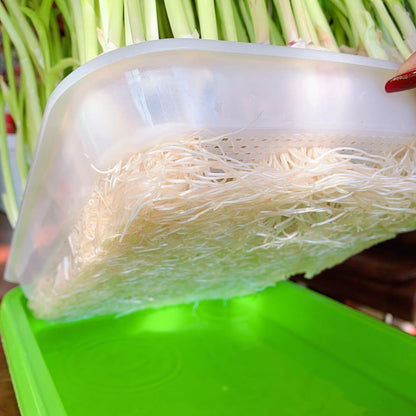 Plateau de Germination Double à Alvéoles Denses pour Micro-pousses