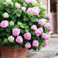 ✨Dernier jour 49% de réduction - Fleurs artificielles d'hortensia pour l'extérieur💐