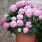 ✨Dernier jour 49% de réduction - Fleurs artificielles d'hortensia pour l'extérieur💐