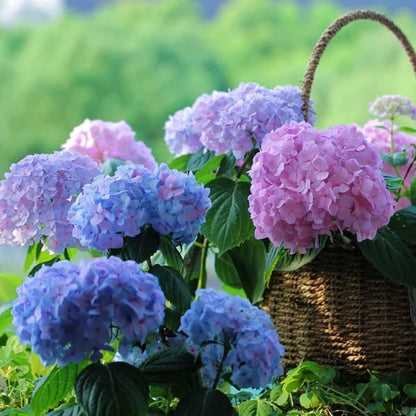 ✨Dernier jour 49% de réduction - Fleurs artificielles d'hortensia pour l'extérieur💐