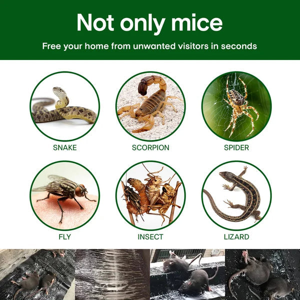 🔥Vente chaude en 2025🔥Grand piège à souris collant