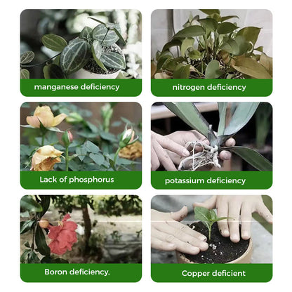 🔥Poudre de Racine et Floraison Rapide (50% DE RÉDUCTION)