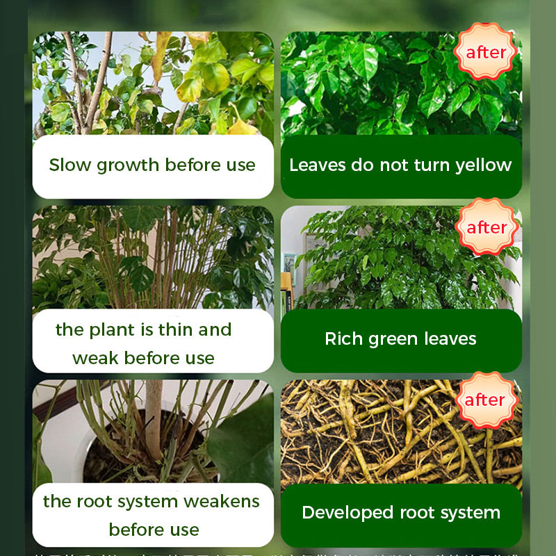 🔥Poudre de Racine et Floraison Rapide (50% DE RÉDUCTION)