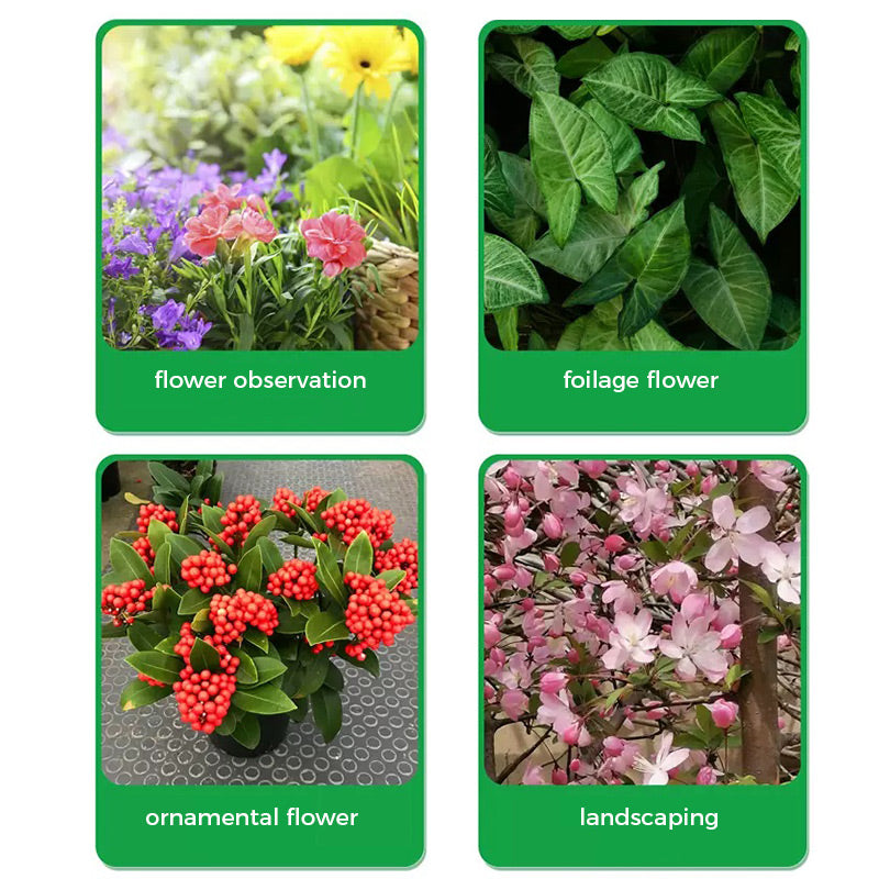 🔥Poudre de Racine et Floraison Rapide (50% DE RÉDUCTION)