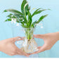 🔥Solution nutritive hydroponique pour la croissance des plantes☘️💦