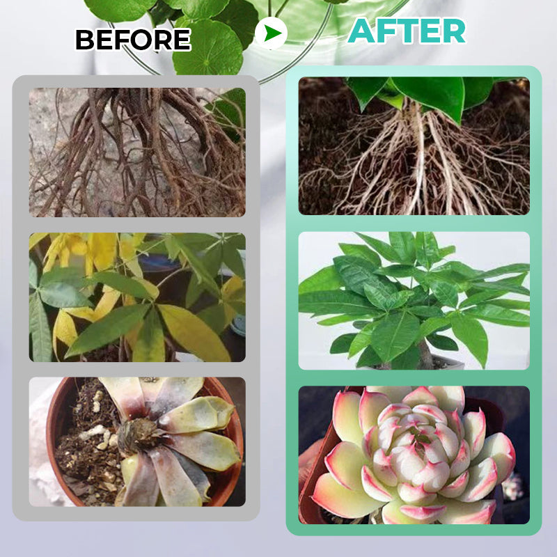 🔥Solution nutritive hydroponique pour la croissance des plantes☘️💦