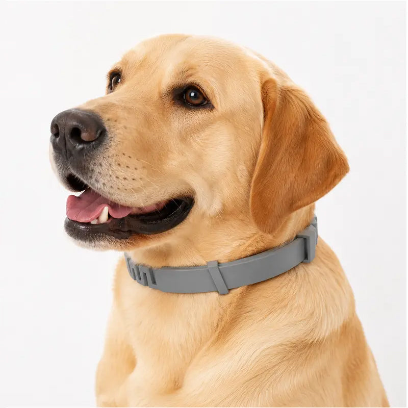🍃50% DE RÉDUCTION ! Collier Antiparasitaire Ajustable pour Animaux – Effet Durable, Confortable à Porter 🐩🐹【Offre Limitée】